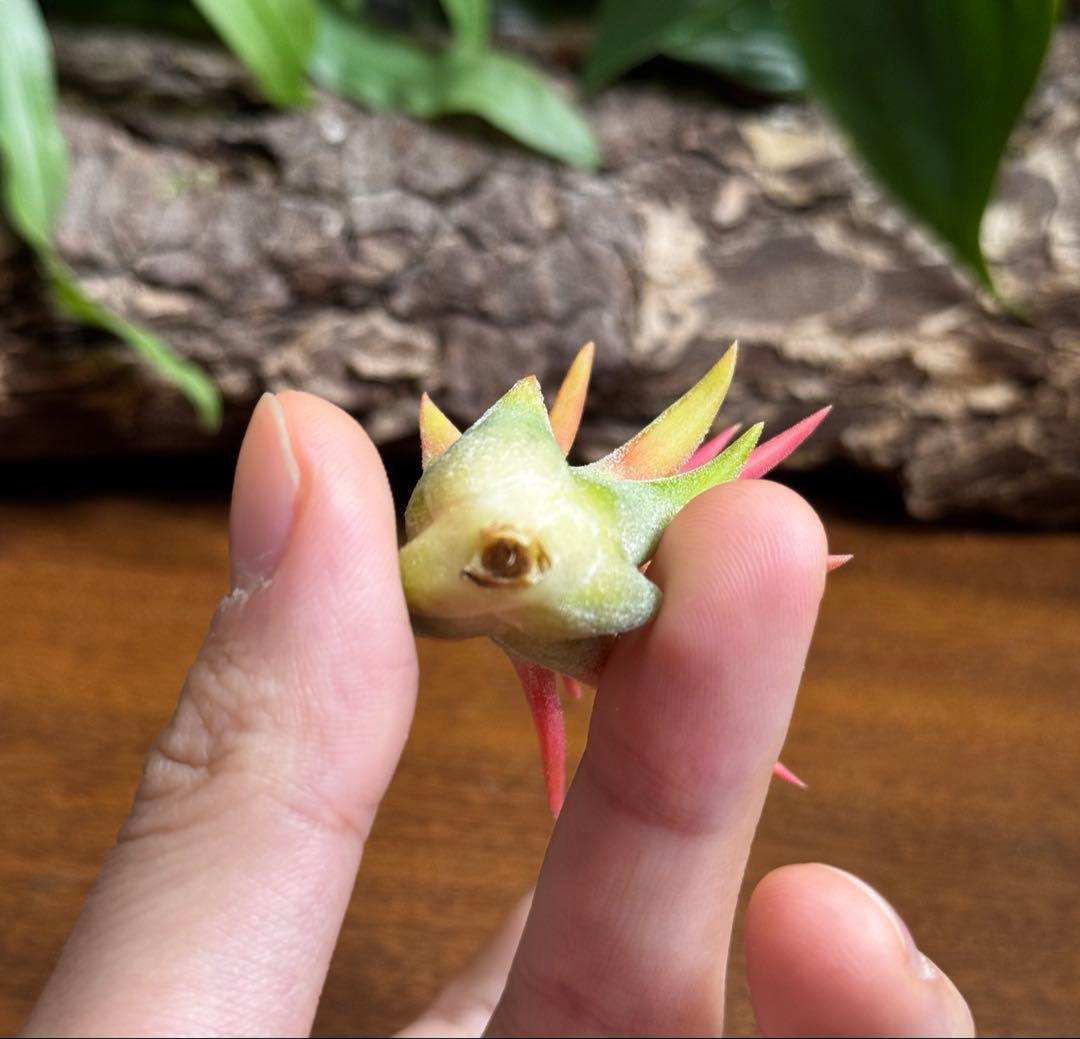 チランジア　マヤントーテムポール