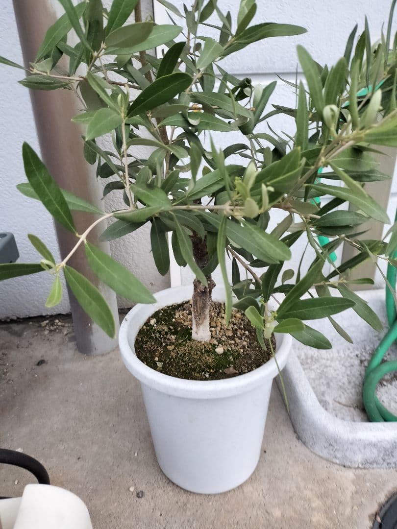 AKIRA サウスオーストラリアンベルダルとジャンボカラマタのセット