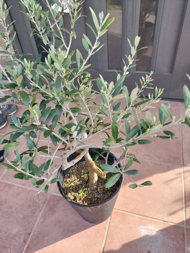 AKIRA サウスオーストラリアンベルダルとジャンボカラマタのセット