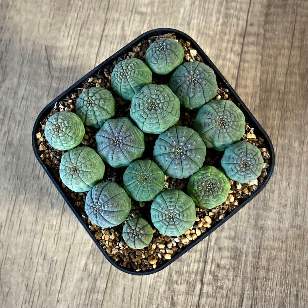 ぬぬぬ様　画像確認用