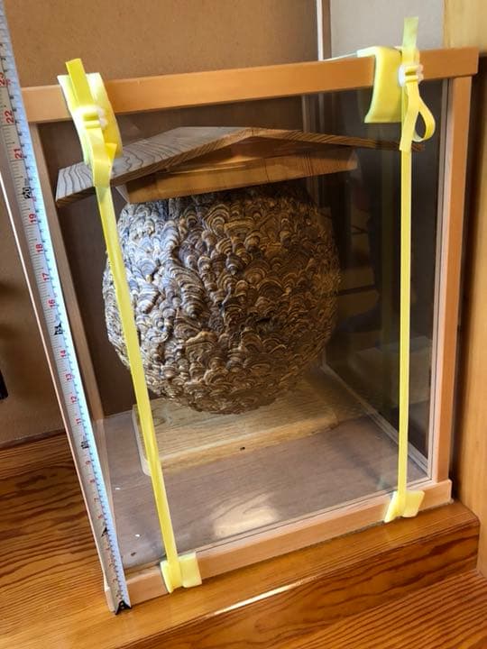 天然スズメバチの巣