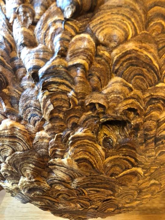 天然スズメバチの巣