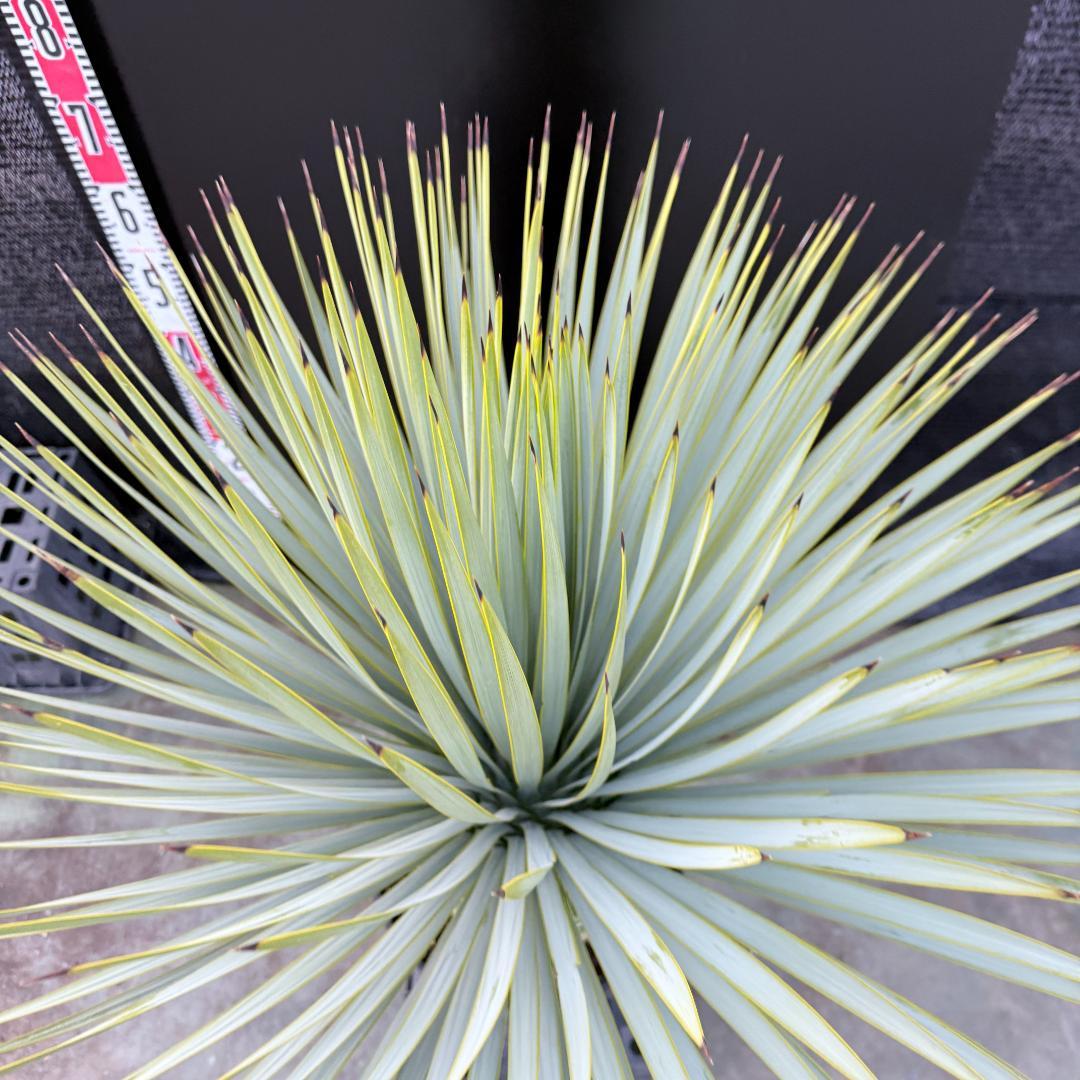 【AL1191】ユッカ　ロストラータ　シルバーブルー　極太　超美形　短葉