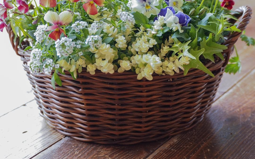 華やかエボルべの籠庭 寄せ植え