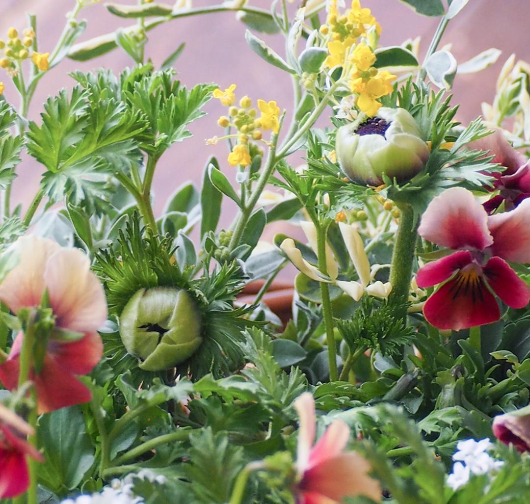 華やかエボルべの籠庭 寄せ植え