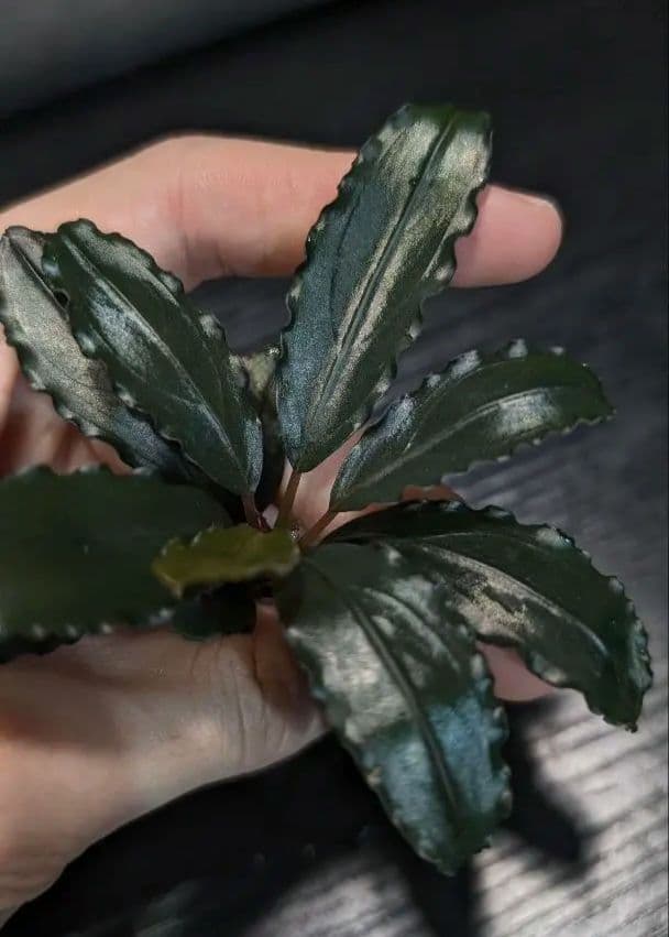 水草 Bucephalandra sp.UpperPearlMidnightBlue