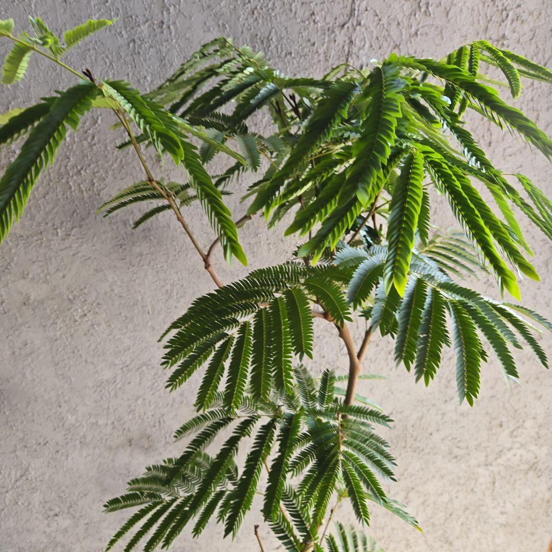 ⑳　エバーフレッシュ曲がり仕立て　10号特大苗木最高等級極上品‼️