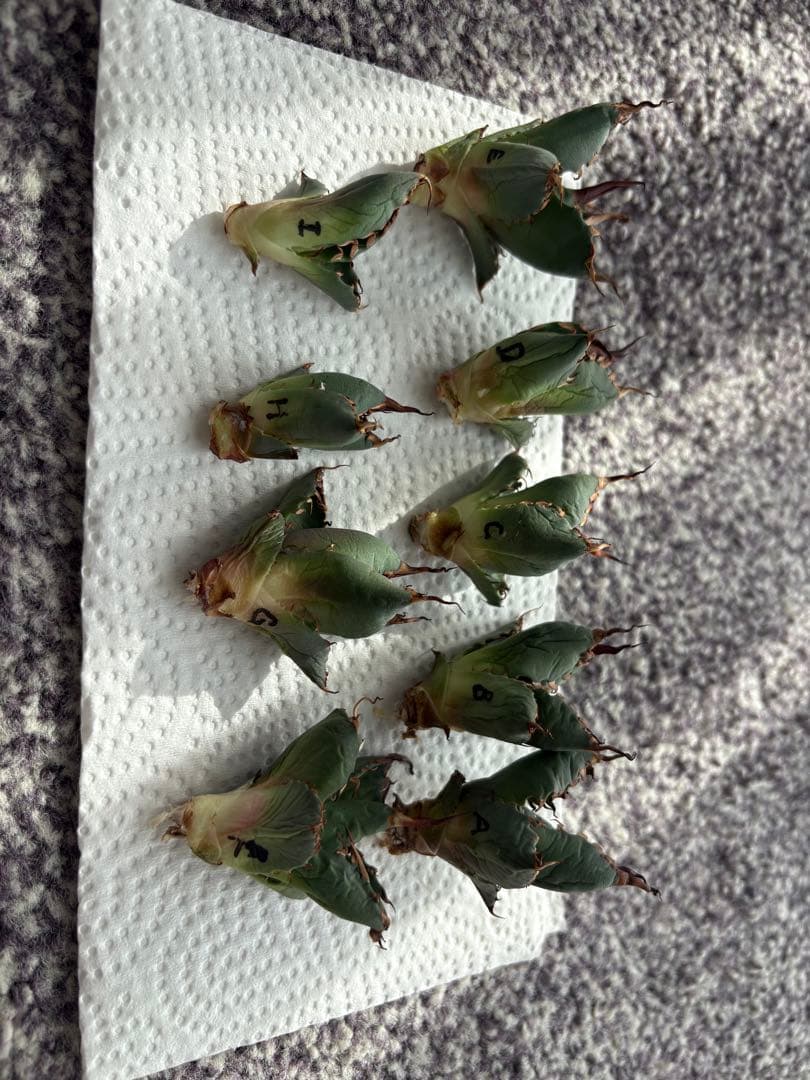 【A】エボリスピナ　✖️ BB 極上子株　アガベ