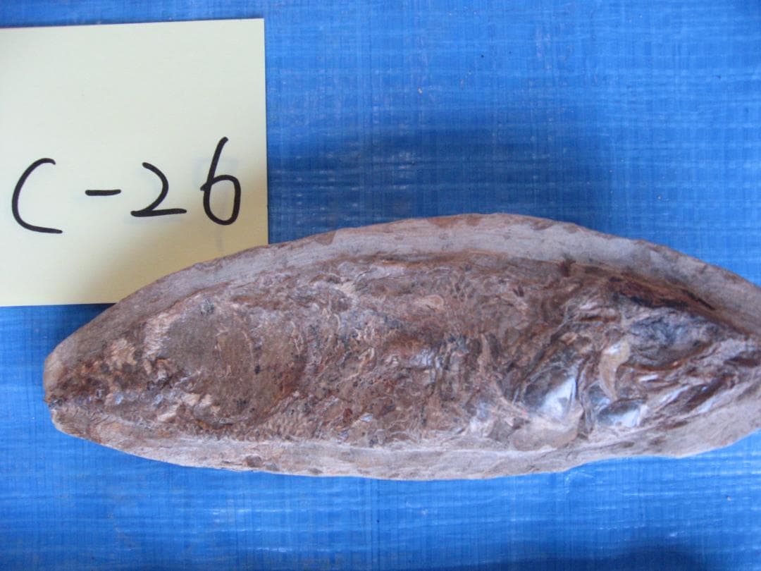化石　C-26