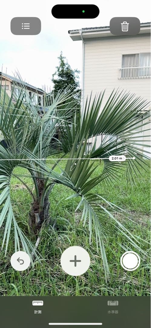 ココスヤシ　シルバーリーフ