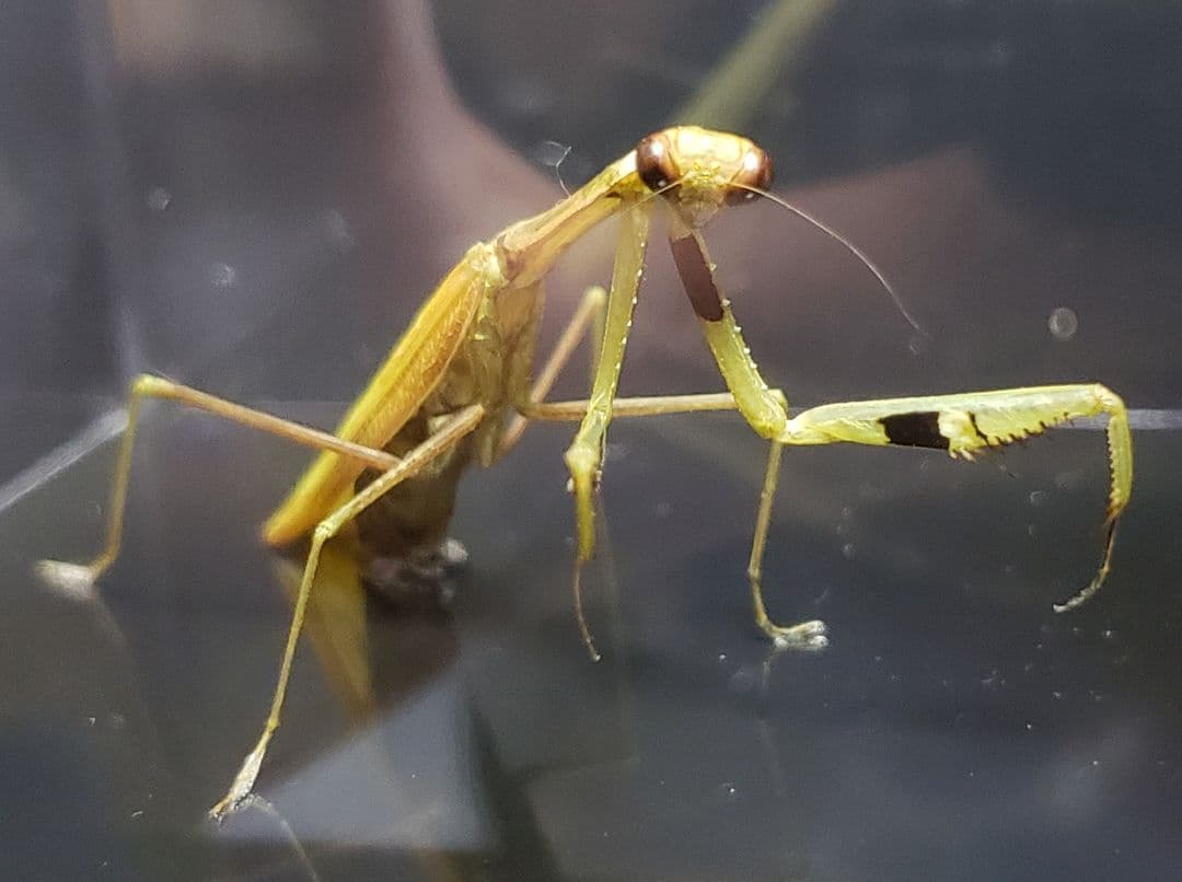 くなりみい出品 立体標本5点