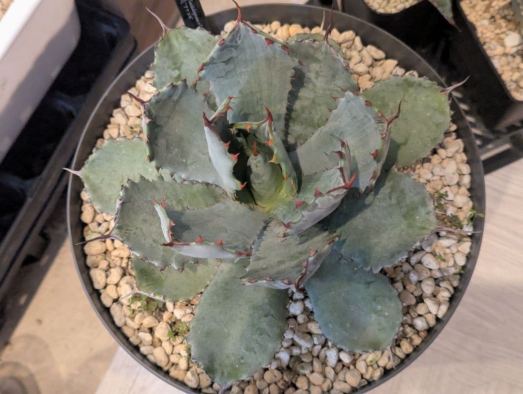 激レアハイブリッド グアダラハラナ×コロラータ 大株