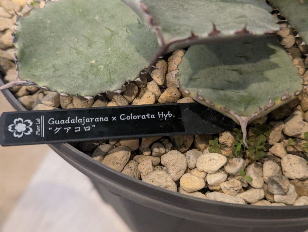 激レアハイブリッド グアダラハラナ×コロラータ 大株