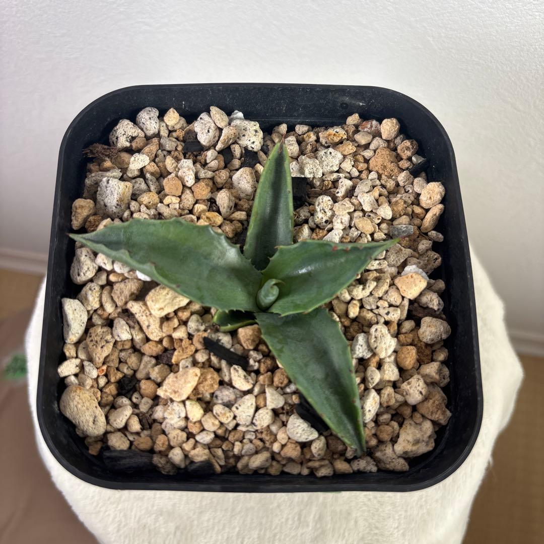 アガベ　フェロックス グリーンゴブレット錦　子株　カキコ　地植え