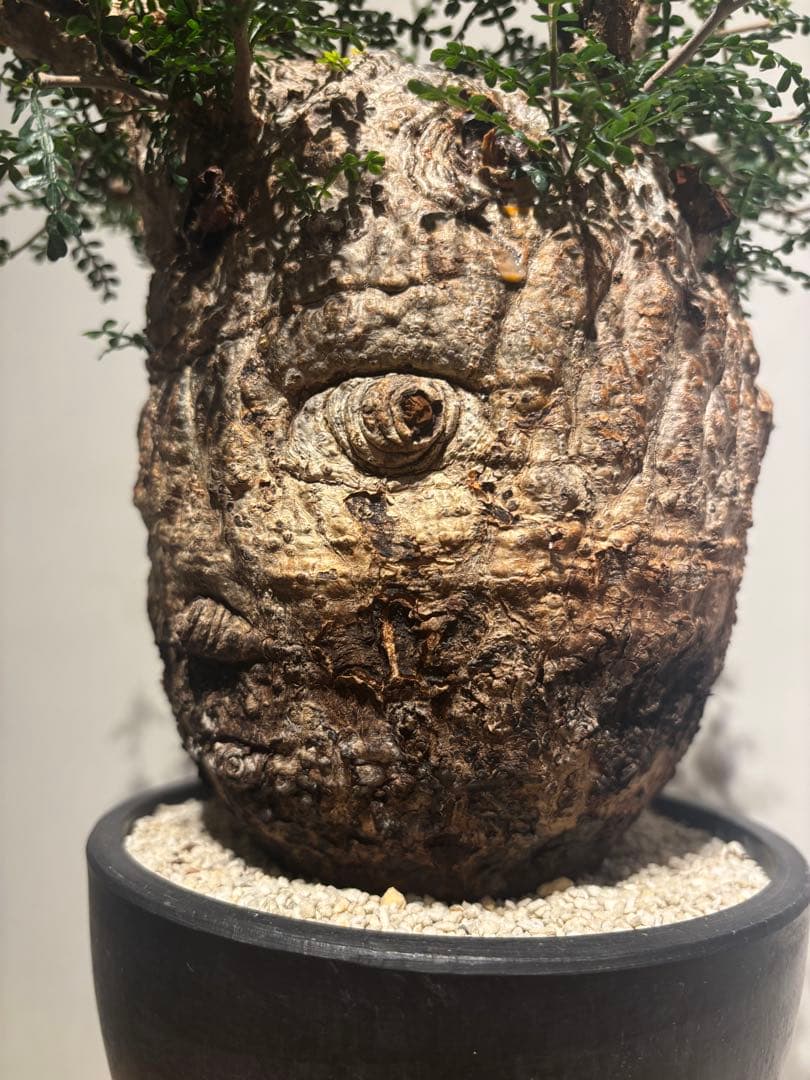 ソウルフル　オペルクリカリア　パキプス　塊根