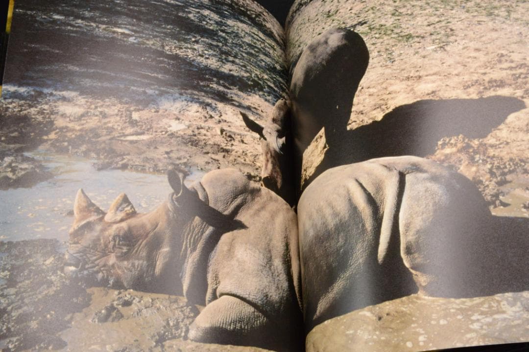 Blue Mud Swamp：Filipe Casaca　★大幅に値下げしました