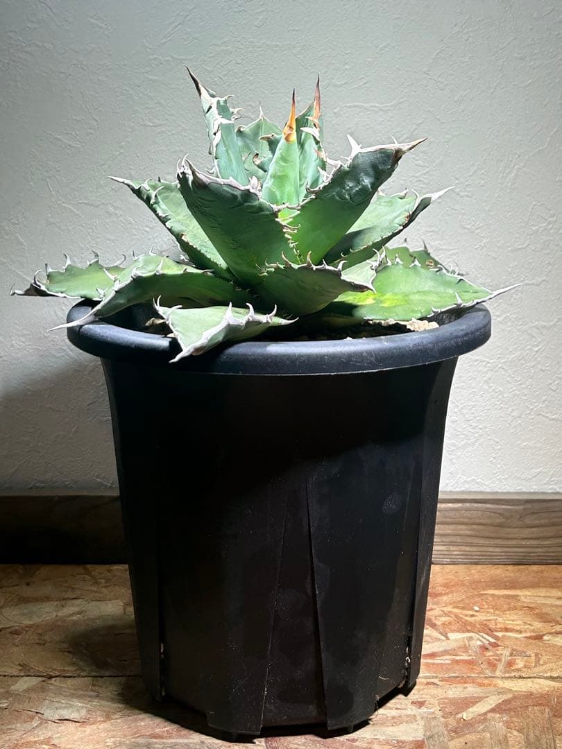 現品　特大　狂刺夕映　アガベ　チタノタ　台湾株　仔株多数　鉢のまま発送　屋外管理
