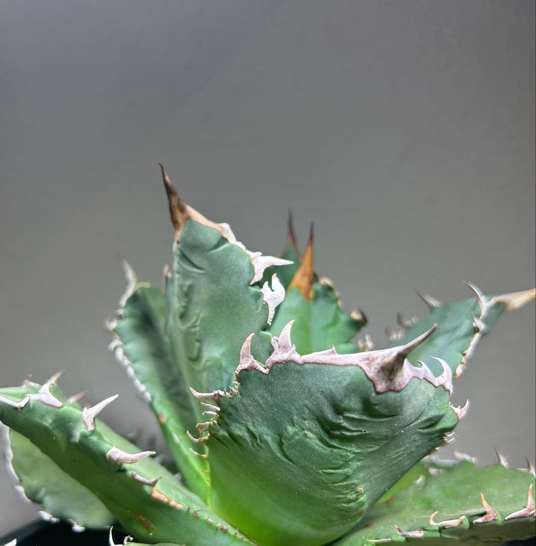 現品　特大　狂刺夕映　アガベ　チタノタ　台湾株　仔株多数　鉢のまま発送　屋外管理