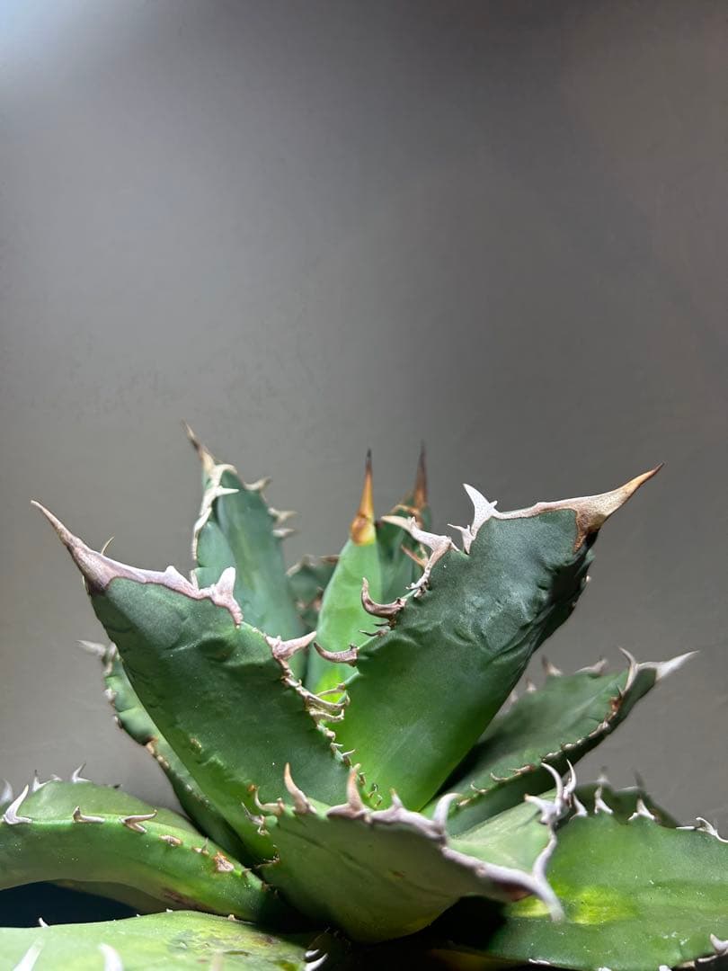 現品　特大　狂刺夕映　アガベ　チタノタ　台湾株　仔株多数　鉢のまま発送　屋外管理