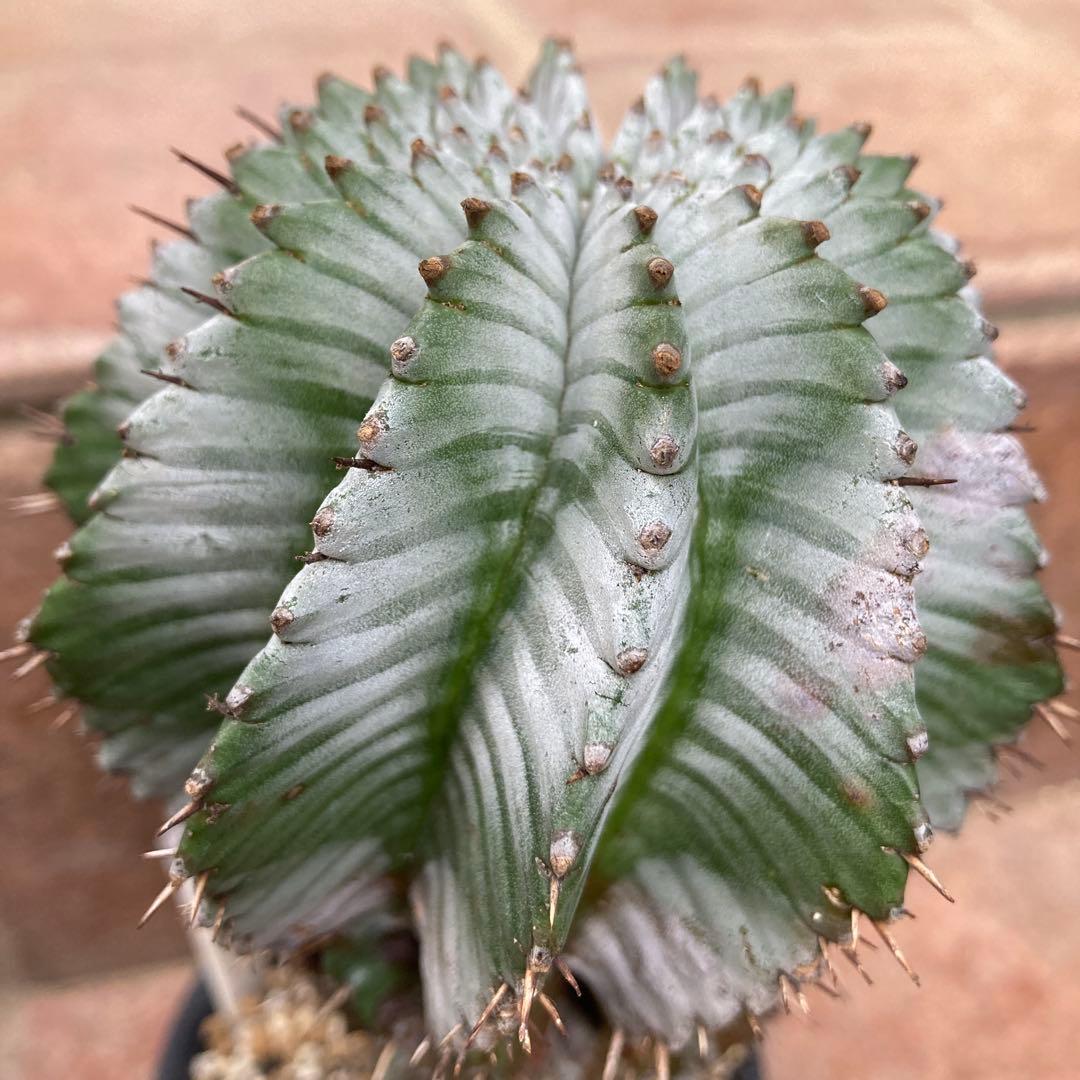 ユーフォルビア　ホリダ