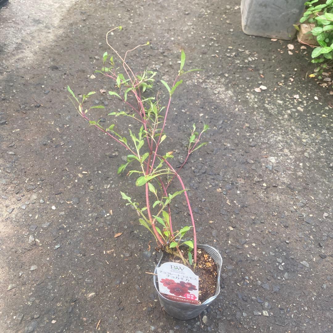 宿根コスモス類問い合わせ