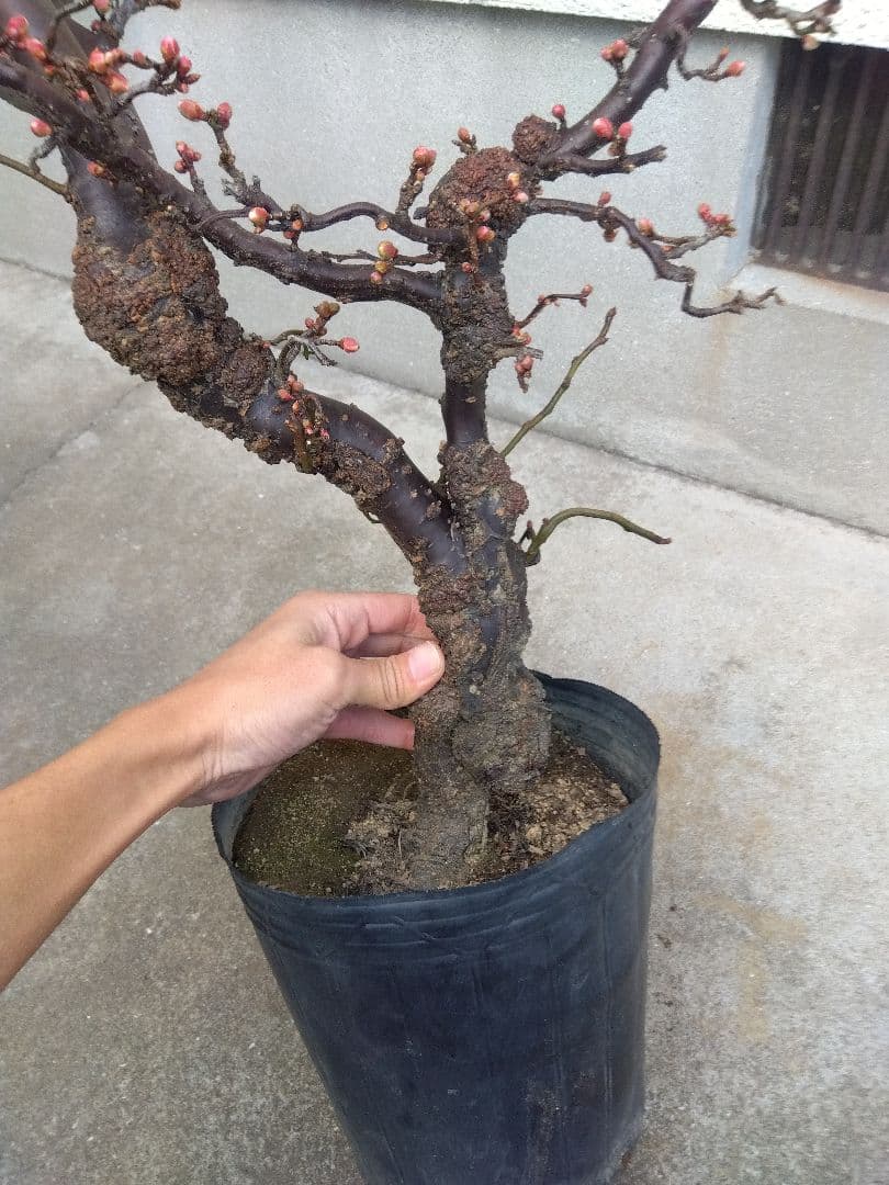 雲龍梅　古木　白花　７号ポットつき　特大❗　②