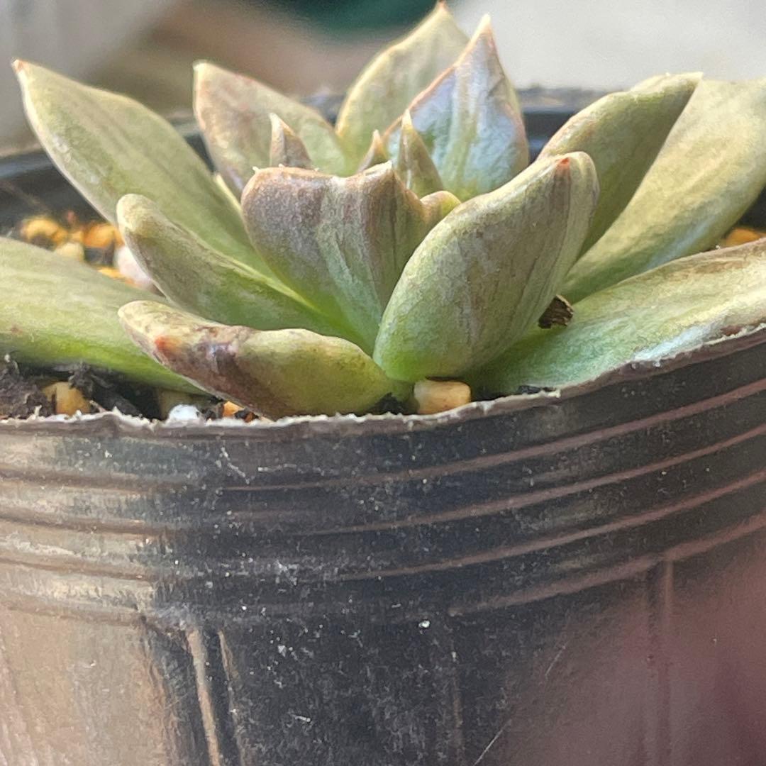 専用！　高級品種　稀少　インドネシア多肉　プリンス錦3点セット　速達代付