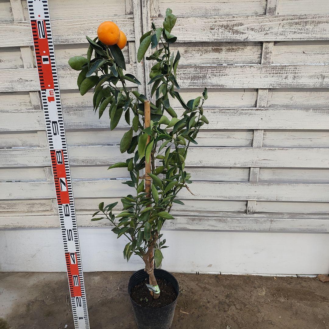 ★*★様 【02】せとか 3年生 登録品種 21cm7号ポリポット入り