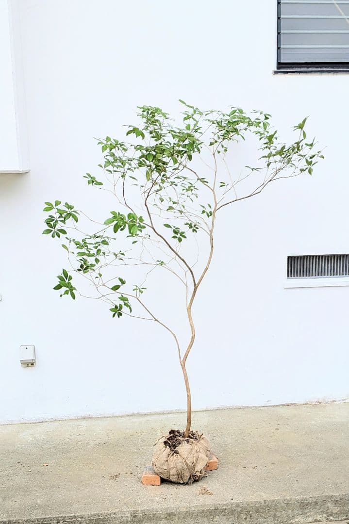 秀。山採りアセビ。