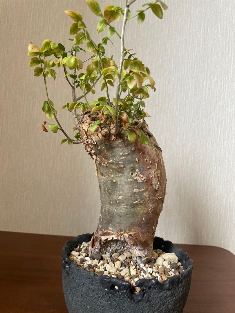 最終値下げ　ブルセラ　ファガロイデス　現地株