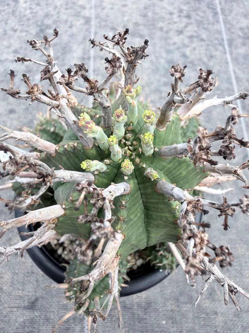 スーパーバリダ　ユーフォルビア　ホリダ　オベサ　群星冠