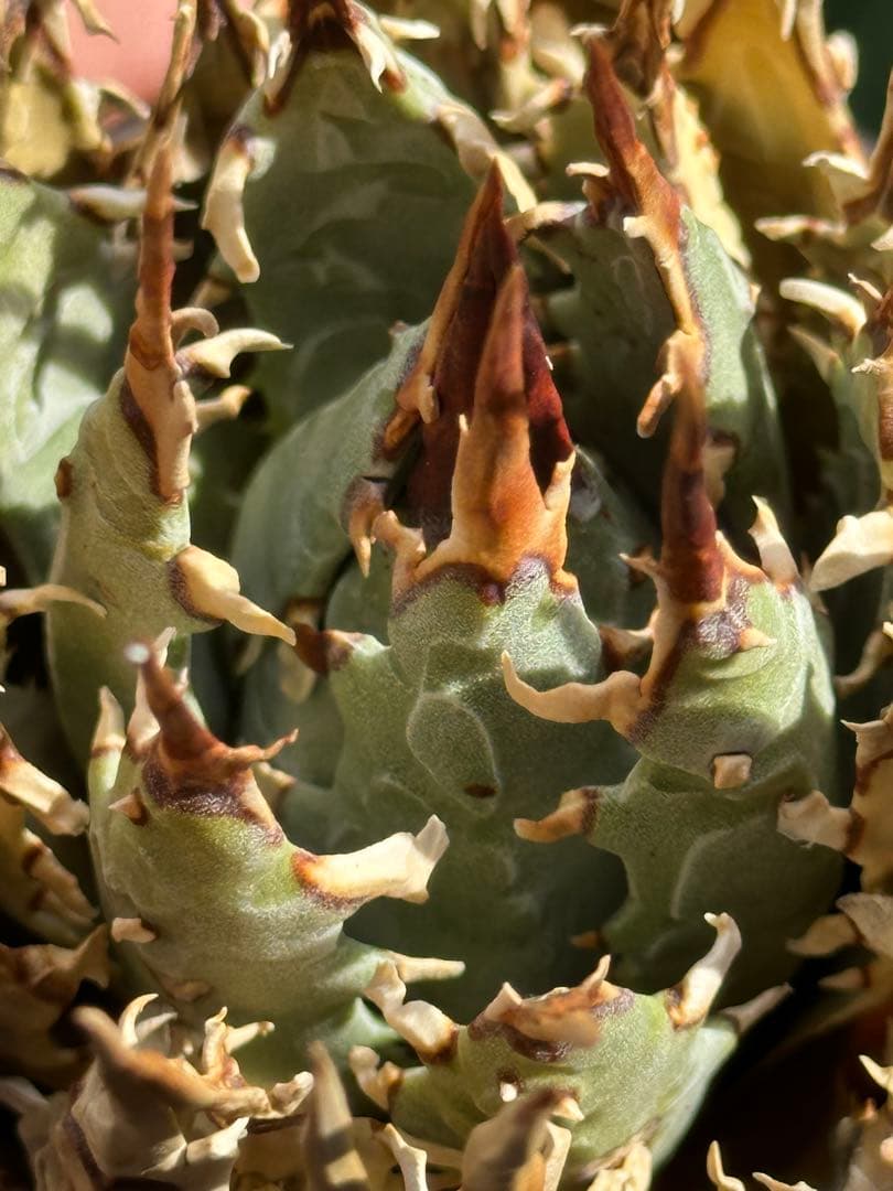 アガベ　ユタエンシス　エボリスピナ　陽炎　裏棘　連棘　発根済