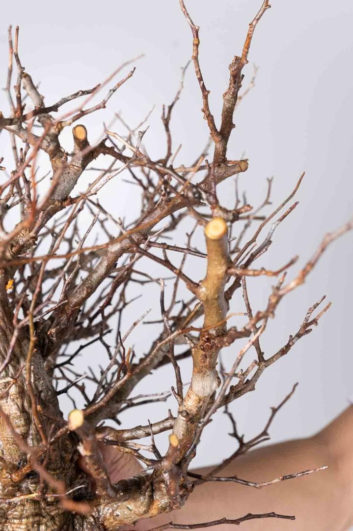 ★本日13時〆 LP56 オペルクリカリア パキプス コーデックス ベアルート株