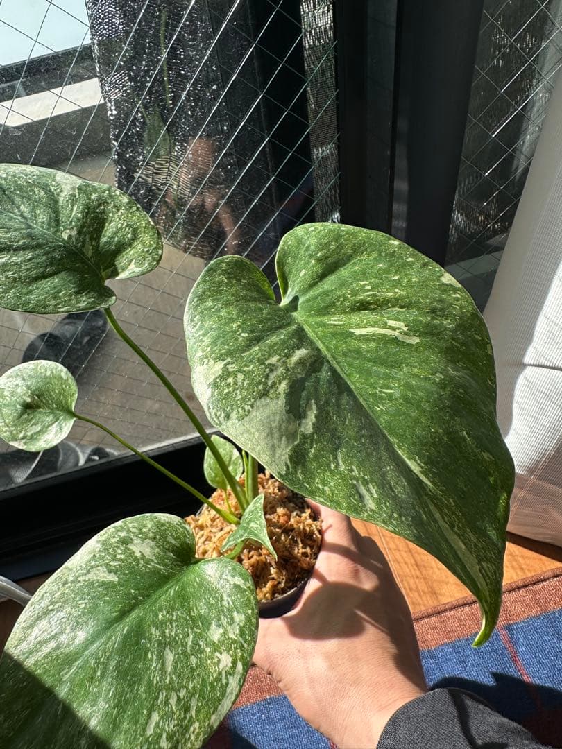 モンステラ グリーンスノー TC株 順化済み 3号株