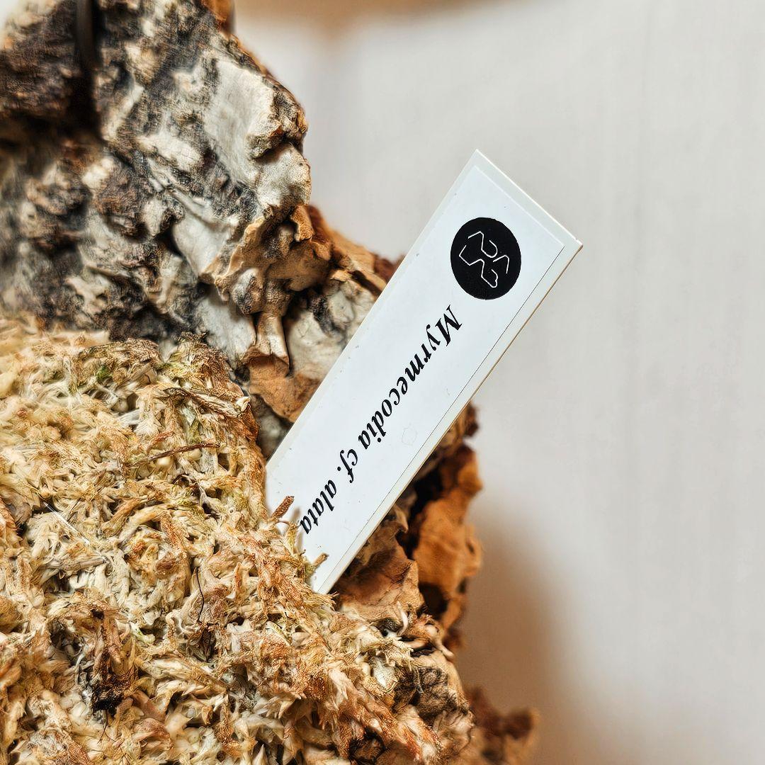 ミルメコディア アラータ myrmecodia alata 実(種子)