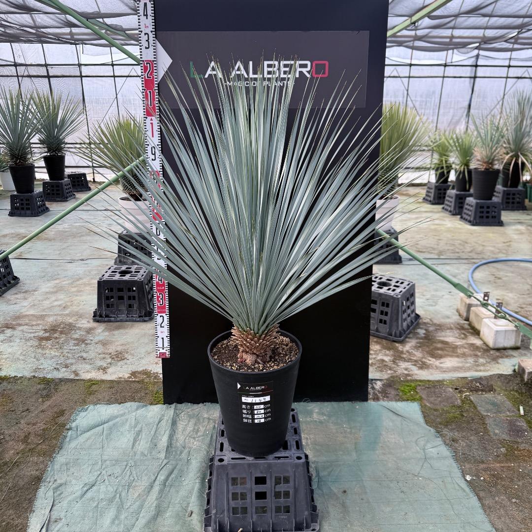 【AL1149】ユッカ　ロストラータ　ランチョブルー　数量限定