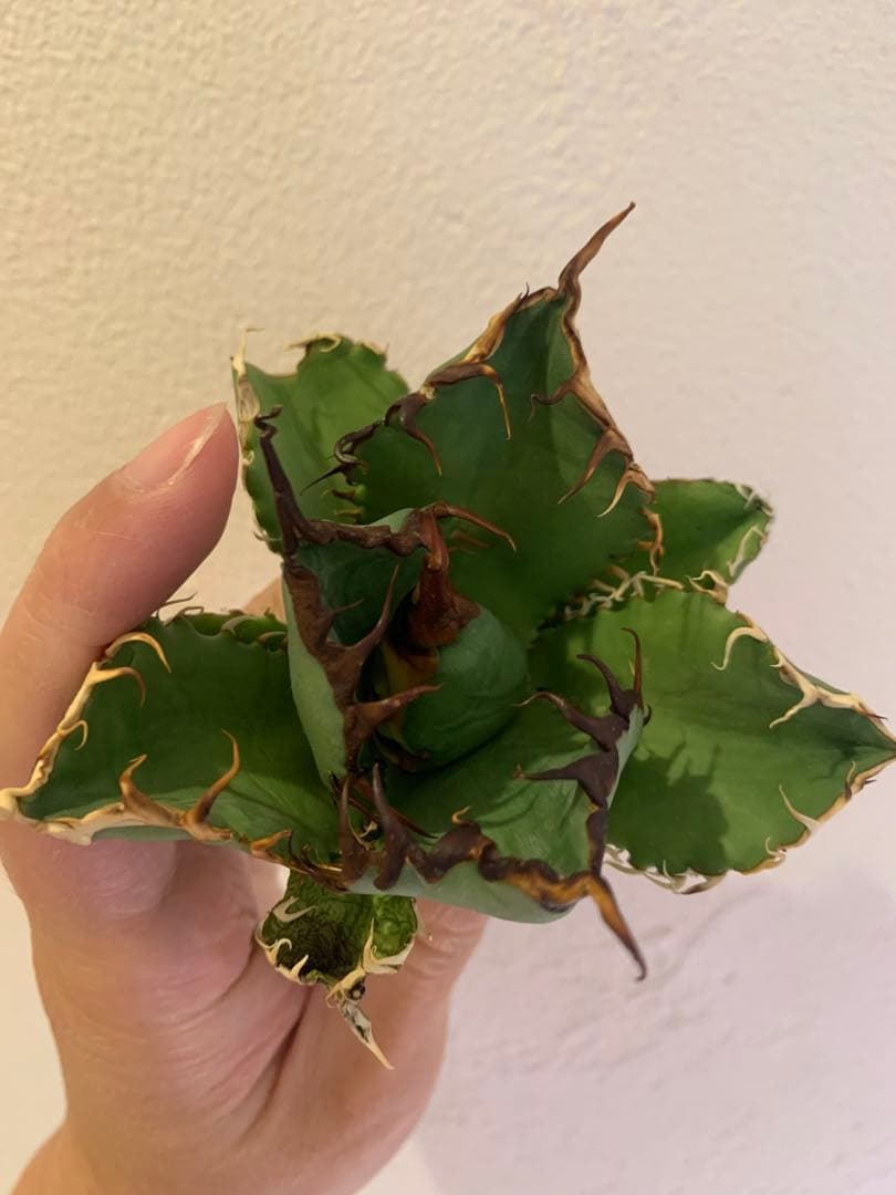 【goodtaniku】Gt オアハカ実生