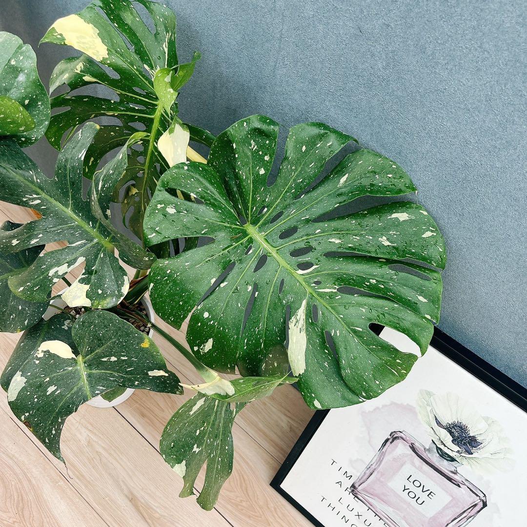 ［現品］【希少】N5 モンステラ　斑入り　7号　レア　観葉植物　室内　大型