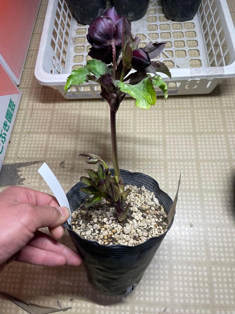 加藤農園 キラメキ⭐︎チョコレート クリスマスローズ