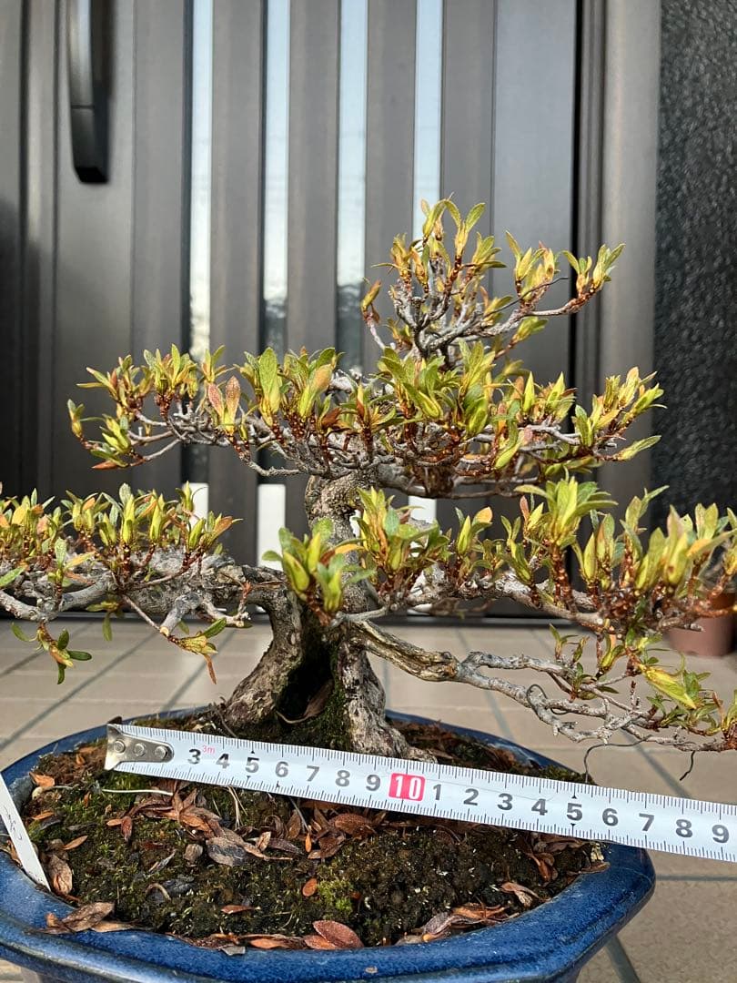 ◉皐月盆栽　日光　超極太　樹齢40年　究極の逸品！　◉大幅値下げ2/8(日曜)迄