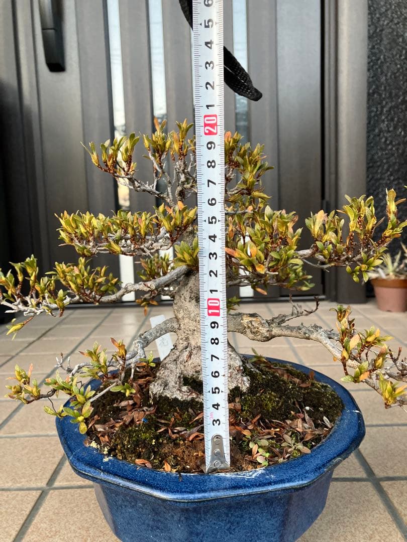 ◉皐月盆栽　日光　超極太　樹齢40年　究極の逸品！　◉大幅値下げ2/8(日曜)迄