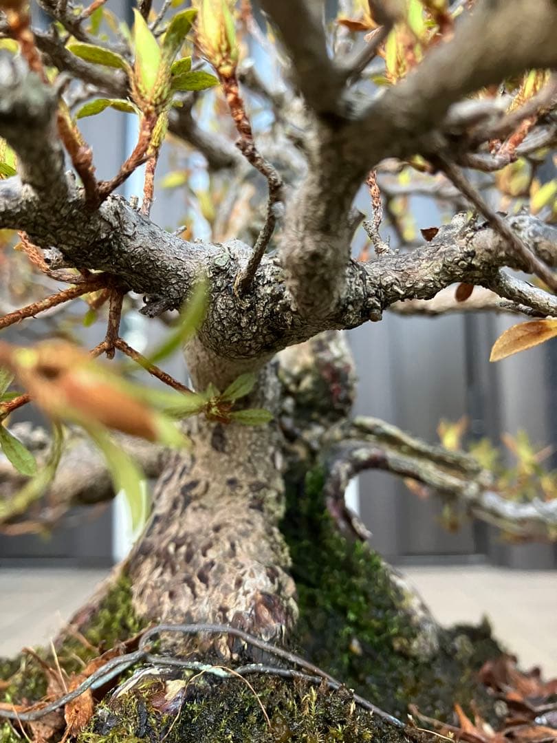 ◉皐月盆栽　日光　超極太　樹齢40年　究極の逸品！　◉大幅値下げ2/8(日曜)迄