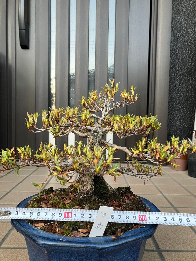 ◉皐月盆栽　日光　超極太　樹齢40年　究極の逸品！　◉大幅値下げ2/8(日曜)迄