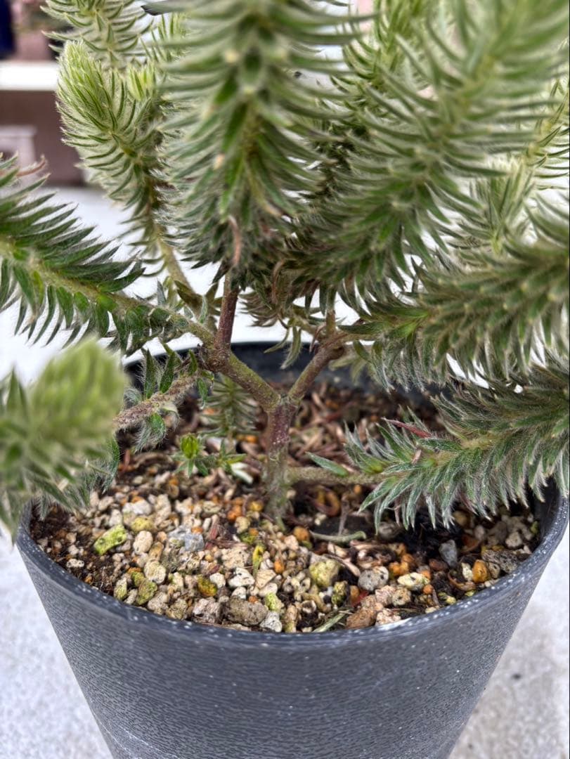 フィリカプベッセンスワフトフェザー　2