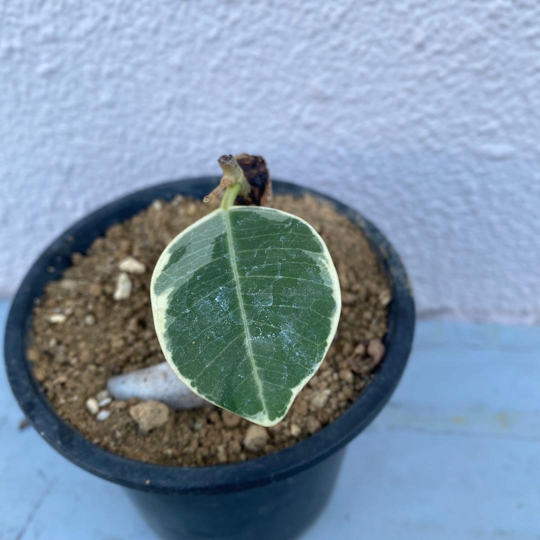 パンダ ガジュマル 斑入り 超希少 接木・鉢込 発根済み