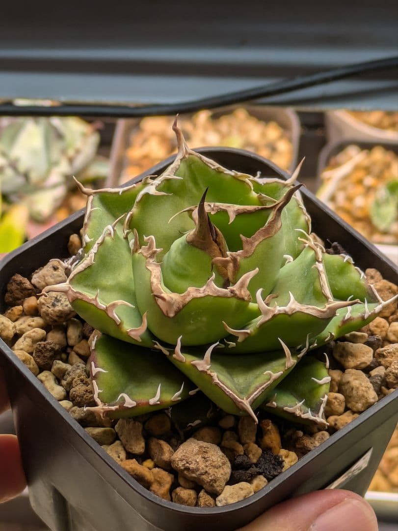 アガベ NOVA　発根済