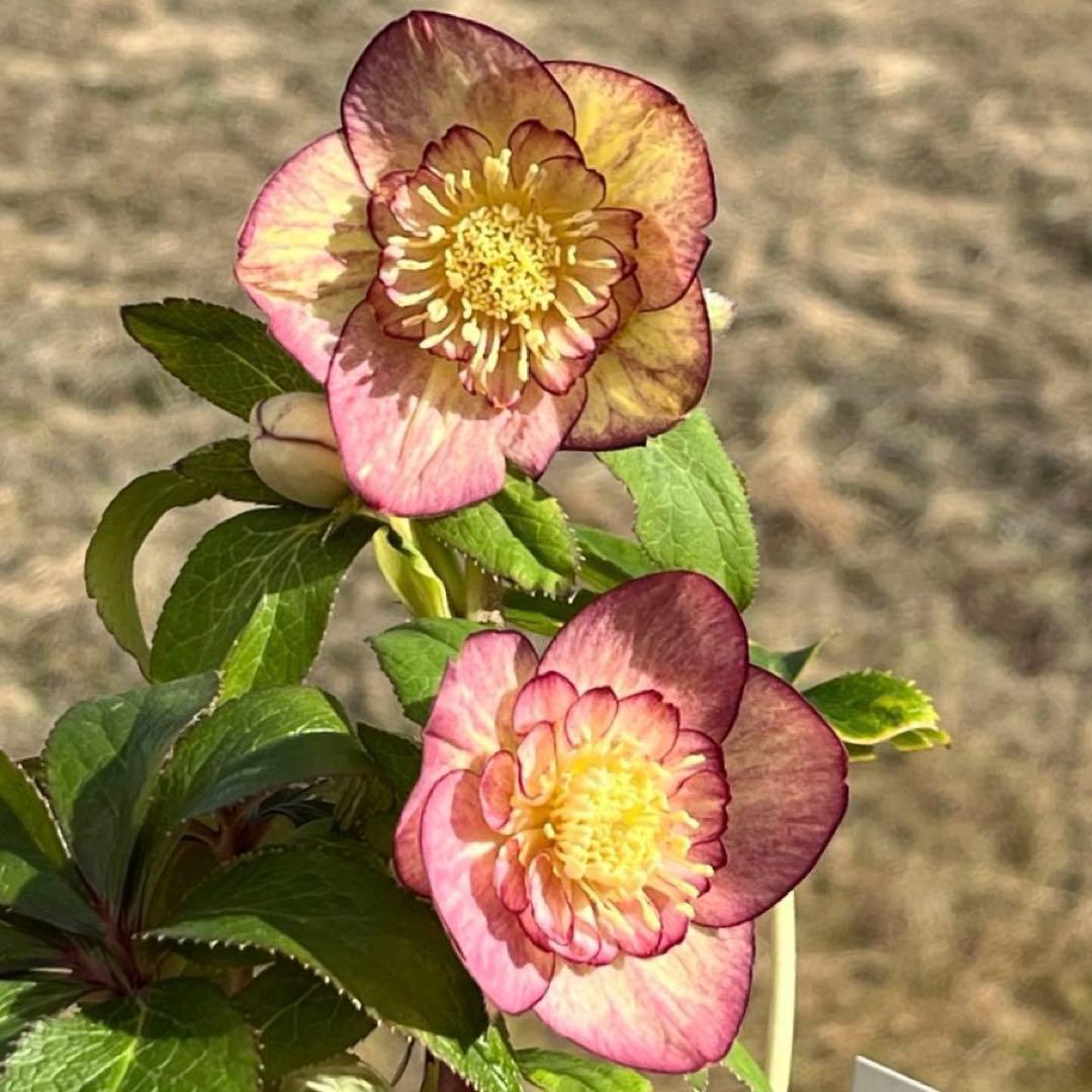 3574☘️蕾花タグ付き☘️超極上☘️超希少⭐️SD⭐️蜃気楼⭐️大木ナーセリー⭐️