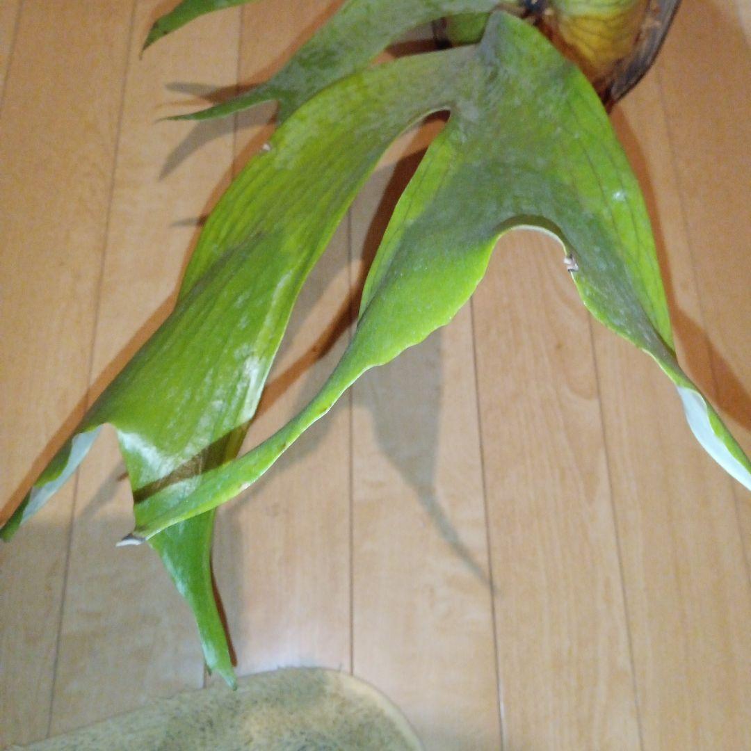 ステマリア＆ヒリードラゴンスポアオリジナルACO出品です!