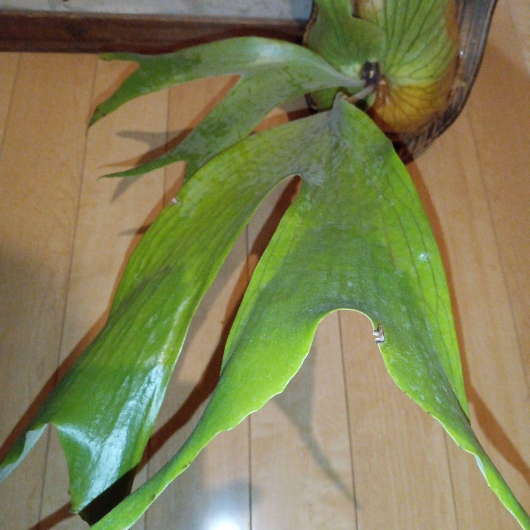 ステマリア＆ヒリードラゴンスポアオリジナルACO出品です!