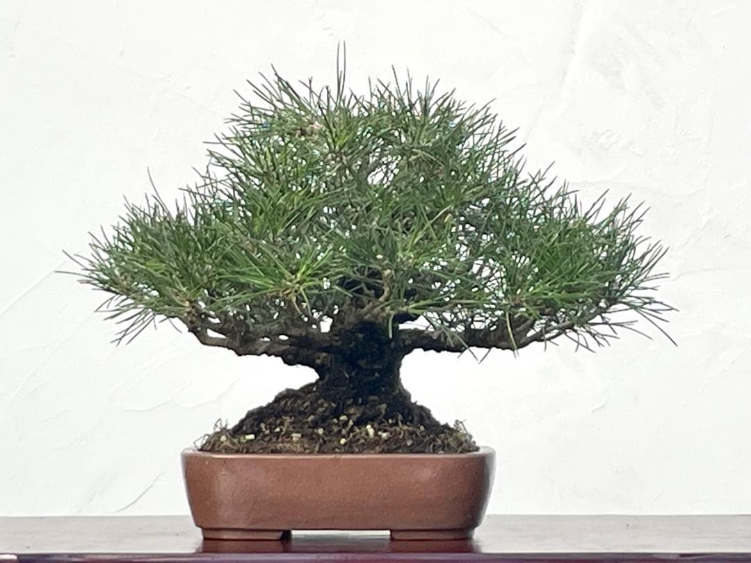 三河盆栽　黒松　古木　盆栽　荒皮　コケ順良い　しっかりした立ち上がり　定番の黒松